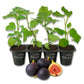 Fig Tree - 4 Live Starter Plants - Ficus Carica - Edible Fruit Tree for The Patio and Garden