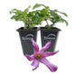 Clematis Alionushka - Live Starter Plants in 2 Inch Growers Pots - Starter Plants Ready for The Garden - Rare Clematis for Collectors