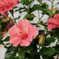First Lady Hollywood Hibiscus Bush - 1 Live Plant in a 10 Inch Pot - Hibiscus Rosa Sinensis - Vibrant Dramatic Lush Patio Bush