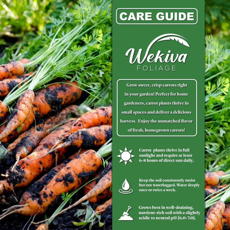 potting mix for carrots Carrot Seed Starter Kit