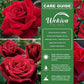 Mr Lincoln Rose Bush - Live Starter Plants - Beautiful Hybrid Tea Rose - Versatile Beauty with Large Red Blooms and Rich Scent