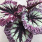 Fireworks Begonia - 1 Live Plant in a 4 Inch Pot - Begonia x Rex Cultorum - Extremely Rare Indoor Houseplant