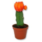 Puff Euphorbia Cactus - Live Starter Plants - Grafted Euphorbia Trigona - Colorful Architectural Crowned Cactus Succulent