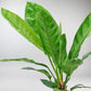 Jungle King Anthurium - Live Starter Plants - Anthurium Radicans x Luxurians - Bold Compact Housplant