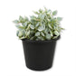 Million Hearts Plant - Live Starter Plants - Dischidia Ruscifolia