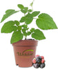 Berry Variety Pack - 4 Live Starter Plants - A Selection of Blueberry, Blackberry, Boysenberry, and Raspberry Varieties For Your Edible Garden