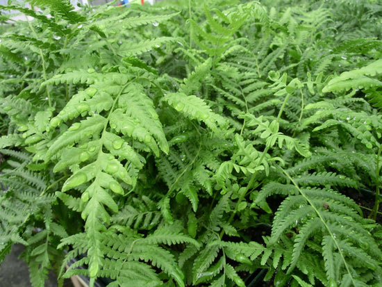 Southern Shield Fern - Live Plants in 4 Inch Grower&