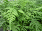 Southern Shield Fern - Live Plants in 4 Inch Grower&