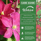 Clematis Madame Edouard Andre - Live Starter Plants in 2 Inch Growers Pots - Starter Plants Ready for The Garden - Rare Clematis for Collectors