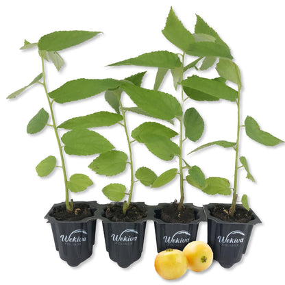 Jamaican Cherry Tree - Strawberry Tree - 4 Live Starter Plants in 2 Inch Grower&