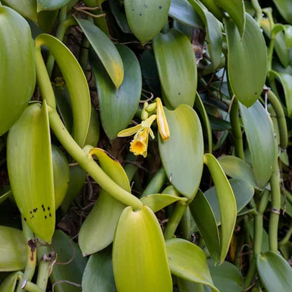 Vanilla Bean Orchid - Single - 4 Inch Pot - Vanilla Planifolia