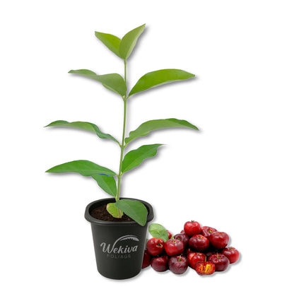 Barbados Cherry Tree - Live Starter Plants - Malpighia Emarginata - Edible Fruit Bearing Tree for The Patio and Garden