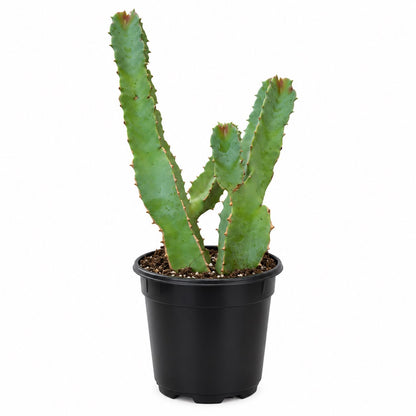 Caralluma Cactus - Single - 4 Inch Pot - Caralluma Speciosa
