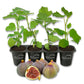 Fig Tree - 4 Live Starter Plants - Ficus Carica - Edible Fruit Tree for The Patio and Garden