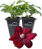 Clematis Rouge Cardinal - Live Starter Plants in 2 Inch Growers Pots - Starter Plants Ready for The Garden - Rare Clematis for Collectors