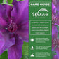 Clematis Fleuri - Live Starter Plants in 2 Inch Growers Pots - Starter Plants Ready for The Garden - Rare Clematis for Collectors