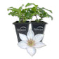 Clematis Corinne - Live Starter Plants in 2 Inch Growers Pots - Starter Plants Ready for The Garden - Rare Clematis for Collectors