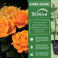 Good As Gold Rose Bush - Live Starter Plants - Beautifully Fragrant Hybrid Tea Rose - A Versatile Beauty with Colorful Golden Blooms