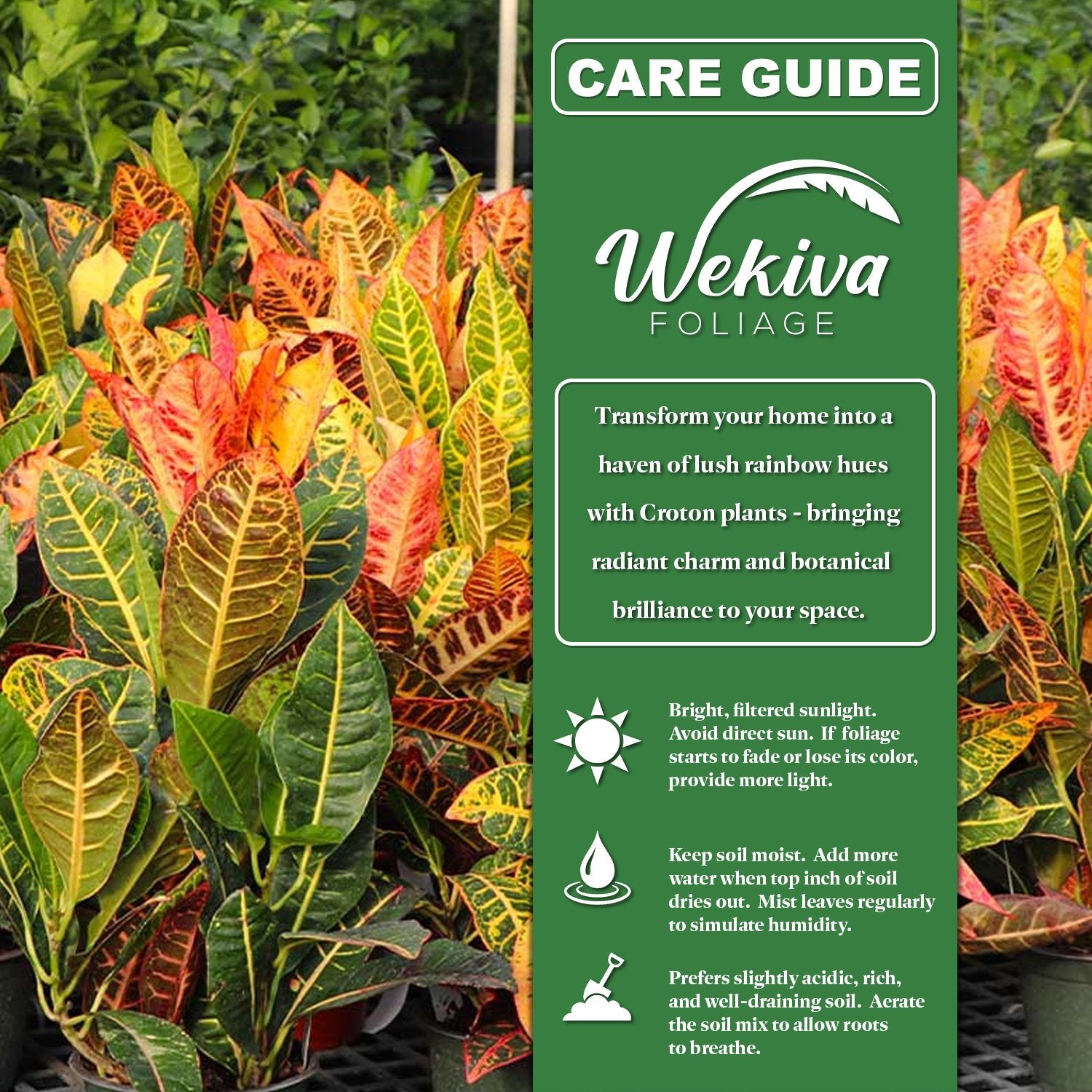 croton potting mix Croton Banana and Soil Mix Combo - Live Plant in a 4 Inch Pot with 1 Quart HousePlant Soil Mix