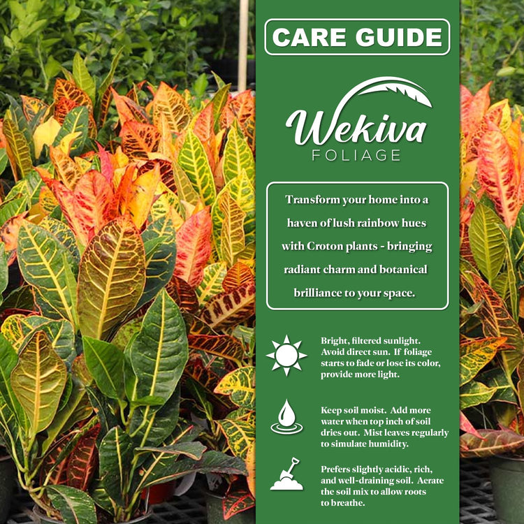 potting mix for croton plant Croton Banana and Soil Mix Combo - Live Plant in a 4 Inch Pot with 1 Quart HousePlant Soil Mix