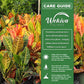Croton Banana and Soil Mix Combo - Live Plant in a 4 Inch Pot with 1 Quart HousePlant Soil Mix - Codiaeum Variegatum &