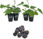 Blackberry Plant - 4 Live Starter Plants - Rubus - Fruit Trees for The Patio and Garden