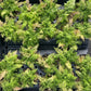 Bronze Venus Fern - Live Plant in a 6 Inch Grower&