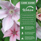 Clematis John Paul II - Live Starter Plants in 2 Inch Growers Pots - Starter Plants Ready for The Garden - Beautiful White and Pink Flowering Vine