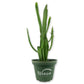 Wood Leaved Spurge - Live Plant in a 4 Inch Pot - Euphorbia Xylophylloides - Beautiful Shrubbery Easy Care Succulent