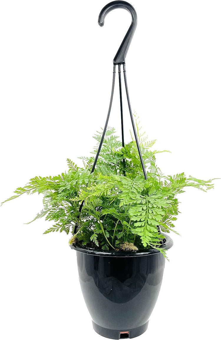 planting ferns in hanging baskets Rabbit's Foot Fern Hanging Basket