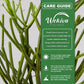 Pencil Cactus and Soil Mix Combo - Live Plant in a 4 Inch Pot with 1 Quart Cactus Soil Mix - Huernia Zebrina with Custom Soil Blend
