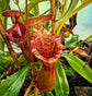 Red Carnivorous Pitcher Plant - Live Starter Plants - Nepenthes Lowii Ventricosa - Beautiful Bright Color
