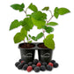 Blackberry Plant - 2 Live Starter Plants - Rubus - Edible Fruit Bearing Bush for Patio and Garden