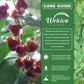 Sweet Leaf Bush - Katuk - Live Starter Plants - Sauropus Androgynus - Grow Your Own Edible Foliage Garden Shrub