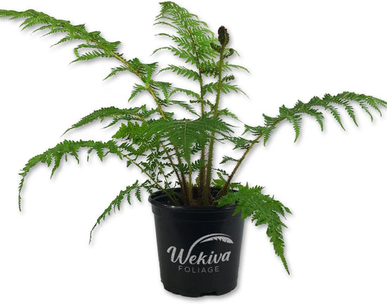 Australian Tree Fern - Live Plant in a 6 Inch Growers Pot - Sphaeropteris Cooperi - Tropical Fern for The Home and Garden