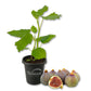 Fig Tree - 1 Live Starter Plant - Ficus Carica - Edible Fruit Tree for The Patio and Garden