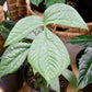 Silver Amydrium - Live Starter Plants - Amydrium Medium - Beautiful Bold Textured Climbing Houseplant