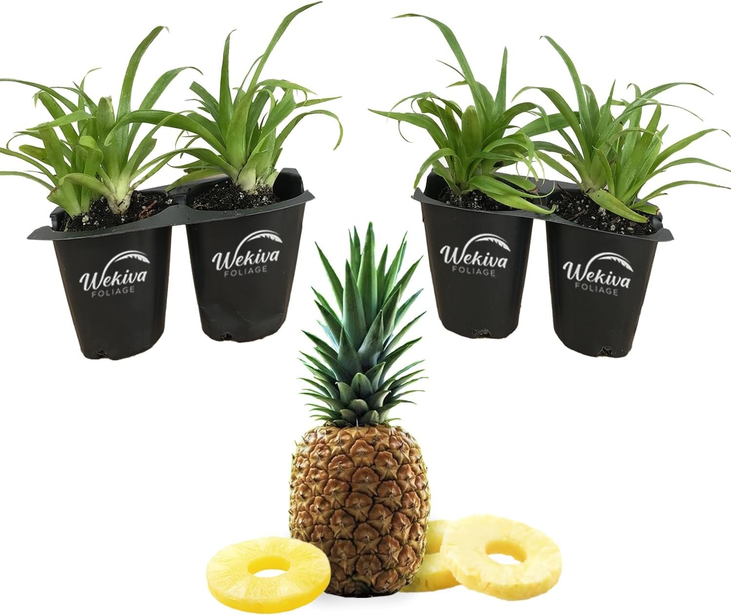 pineapple plant indoor Pineapple Plant - 4 Live Starter Plants - Ananas Comosus