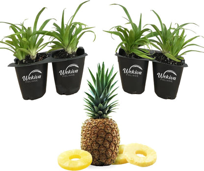 Pineapple Plant - 4 Live Starter Plants - Ananas Comosus - Edible and Fruit Bearing for Patio and Garden