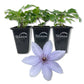 Clematis Bernadine - Live Starter Plants in 2 Inch Growers Pots - Starter Plants Ready for The Garden - Rare Clematis for Collectors