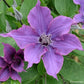 Clematis Guiding Promise - Live Starter Plants in 2 Inch Growers Pots - Starter Plants Ready for The Garden - Rare Clematis for Collectors