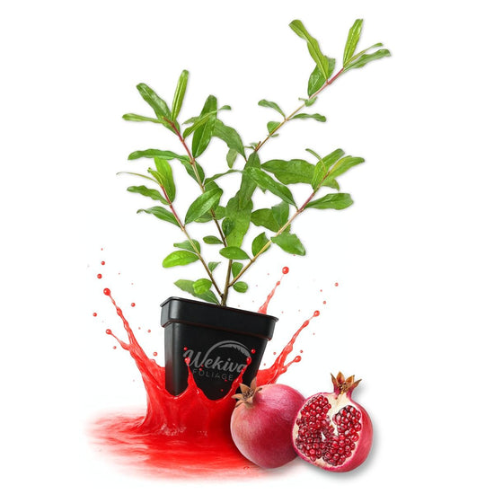 Afganski Pomegranate Tree - Live Plants in 3 Inch Growers Pots - Edible Fruit Bearing Tree for The Patio and Garden