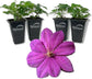 Clematis Perrins Pride - Live Starter Plants in 2 Inch Growers Pots - Starter Plants Ready for The Garden - Rare Clematis for Collectors (4 Plants)