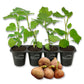 Fig Tree - 4 Live Starter Plants - Ficus Carica - Edible Fruit Tree for The Patio and Garden