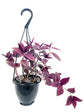 Tradescantia - Wandering Jew Hanging Basket - Live Plants in 4 Inch Hanging Basket - Tradescantia - Beautiful Clean Air Indoor Outdoor Vine
