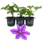 Clematis Fireworks - Live Starter Plants in 2 Inch Growers Pots - Beautiful Deep Pink and Purple Flowering Vine