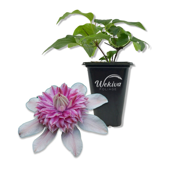 Clematis Josephine - Live Starter Plants in 2 Inch Growers Pots - Starter Plants Ready for The Garden - Rare Clematis for Collectors