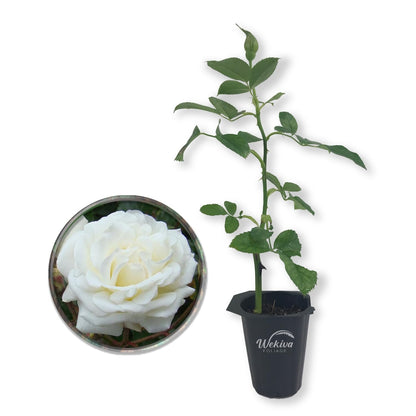 Prosperity Rose Bush - Live Starter Plants in 2 Inch Growers Pots - Beautifully Fragrant Hybrid Tea Rose - A Versatile Beauty with Large Blooms