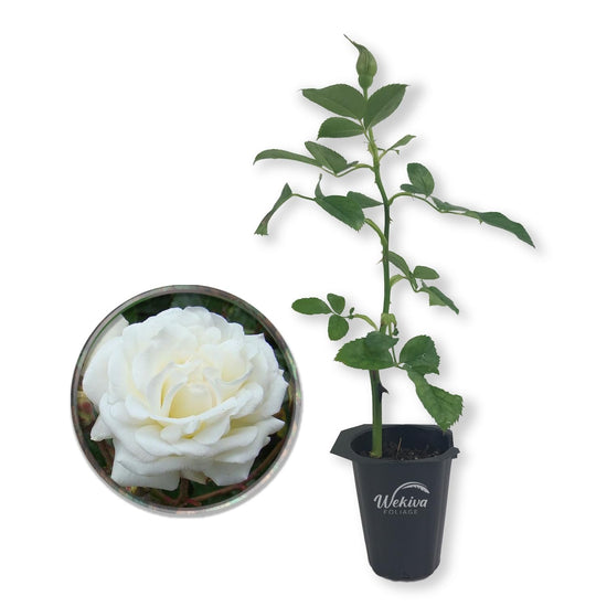 Prosperity Rose Bush - Live Starter Plants in 2 Inch Growers Pots - Beautifully Fragrant Hybrid Tea Rose - A Versatile Beauty with Large Blooms