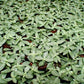 Fittonia Nerve Plant - Live Plants in 3 Inch Growers Pots - Fittonia Albivenis - Compact Colorful Tropical Beauty Mosaic Foliage